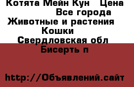 Котята Мейн Кун › Цена ­ 15 000 - Все города Животные и растения » Кошки   . Свердловская обл.,Бисерть п.